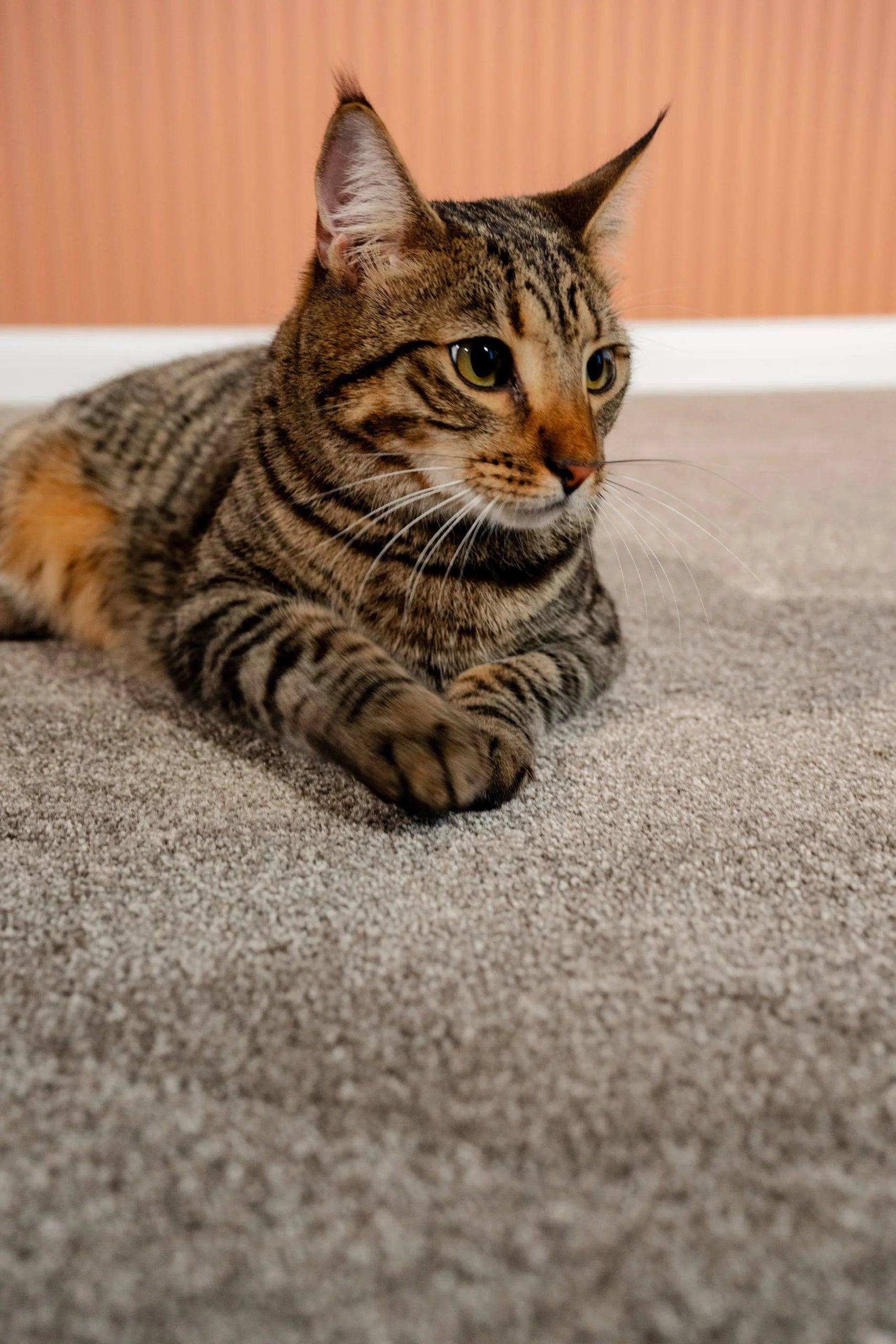 Coco-Bliss-Carpet-5 Coco-Bliss-Carpet-5