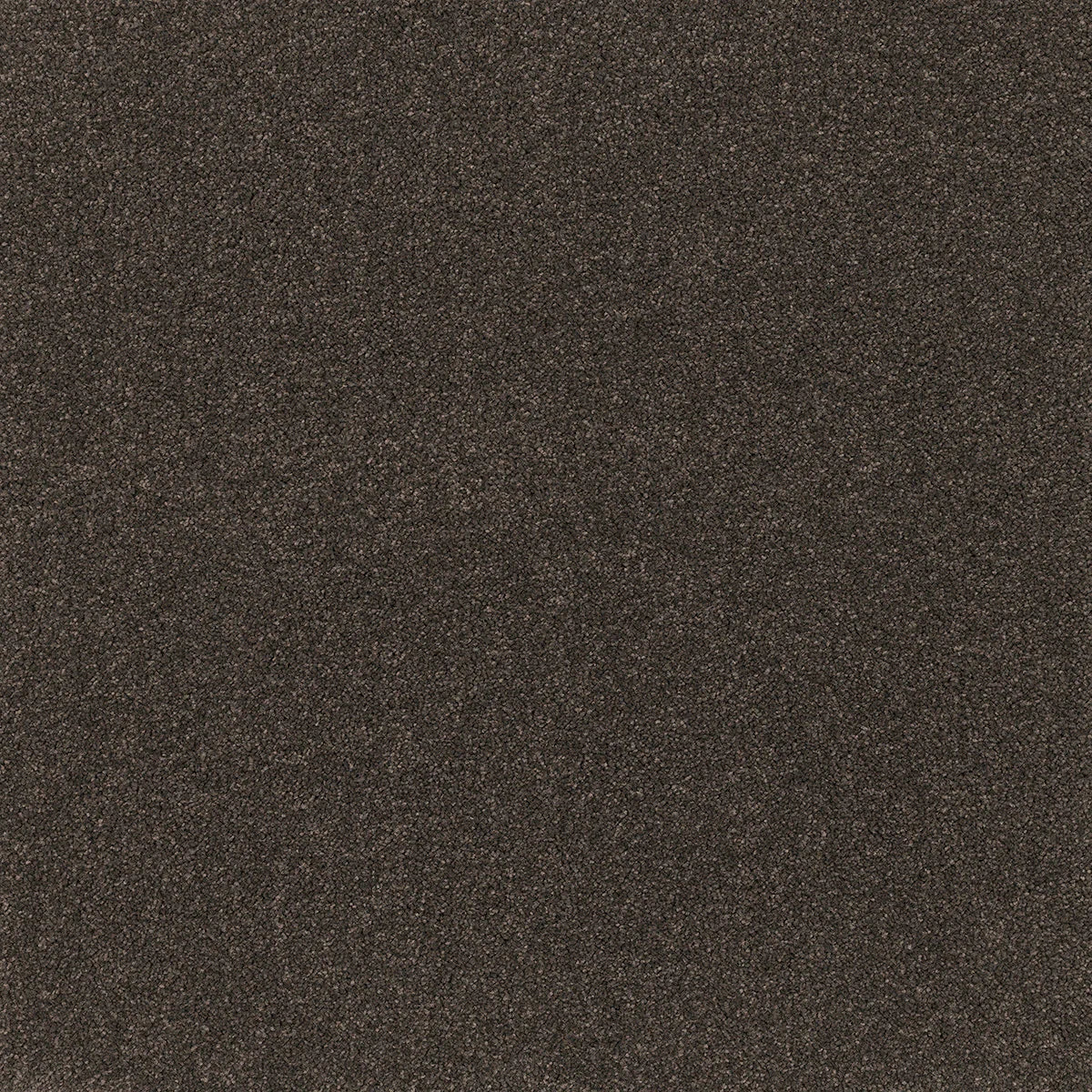 Coco Bliss Carpet Flooring