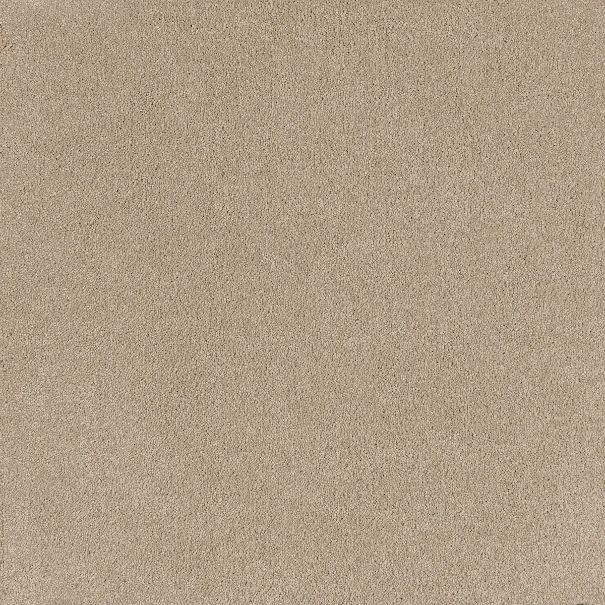 Coco Bliss Carpet Flooring
