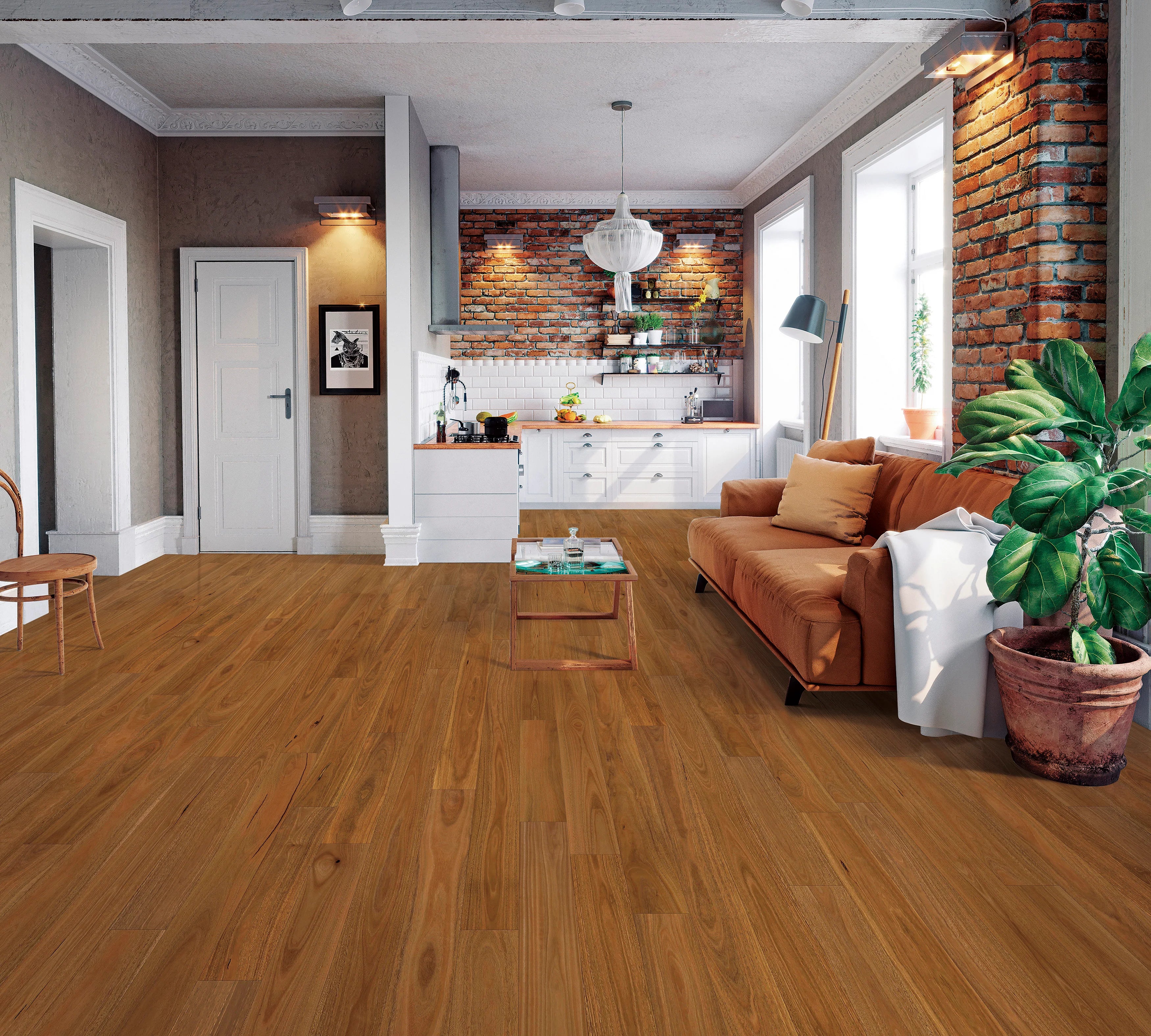 Daintree-Colour-Spotted_Gum Daintree-Colour-Spotted_Gum