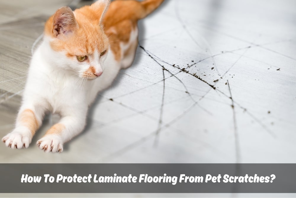 Image presents How To Protect Laminate Flooring From Pet Scratches